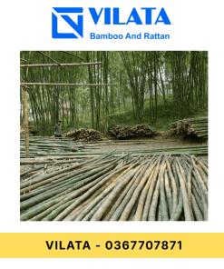 Cây luồng