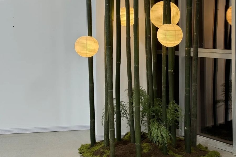 Cây luồng dùng trong trang trí