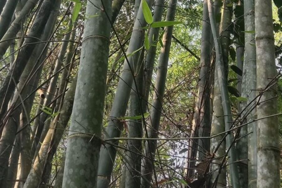Cây luồng là cây gì