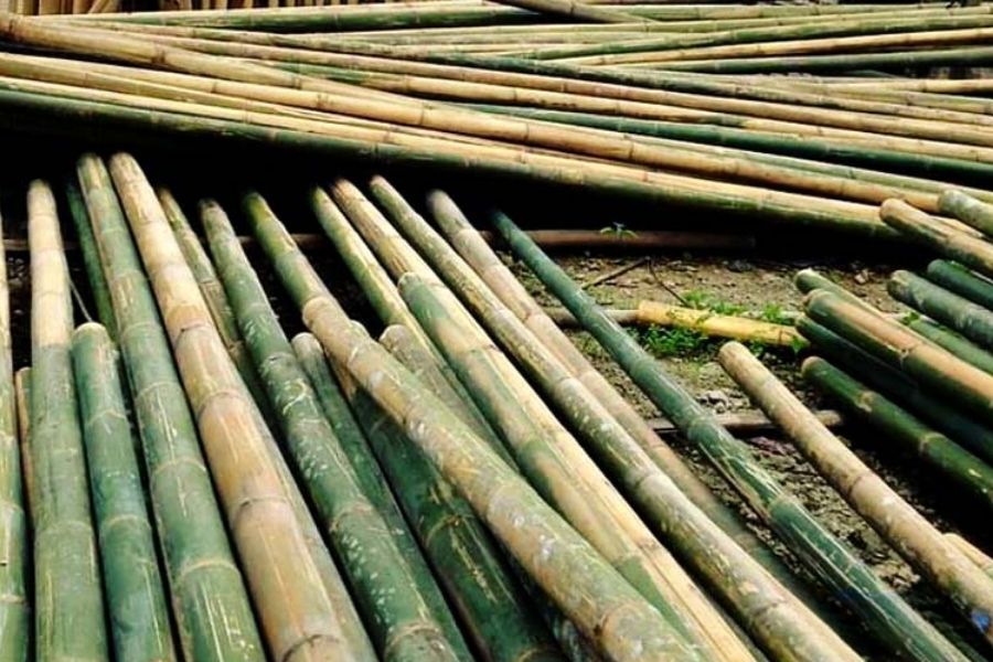 Cây luồng là cây gì - Giá trị kinh tế mang lại