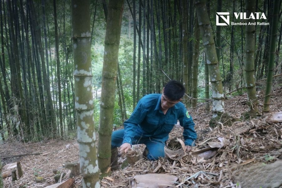 Cây luồng là gì