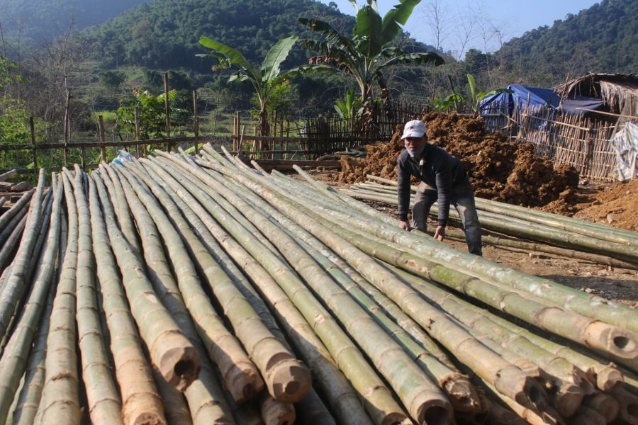 Cây luồng mua ở đâu uy tín