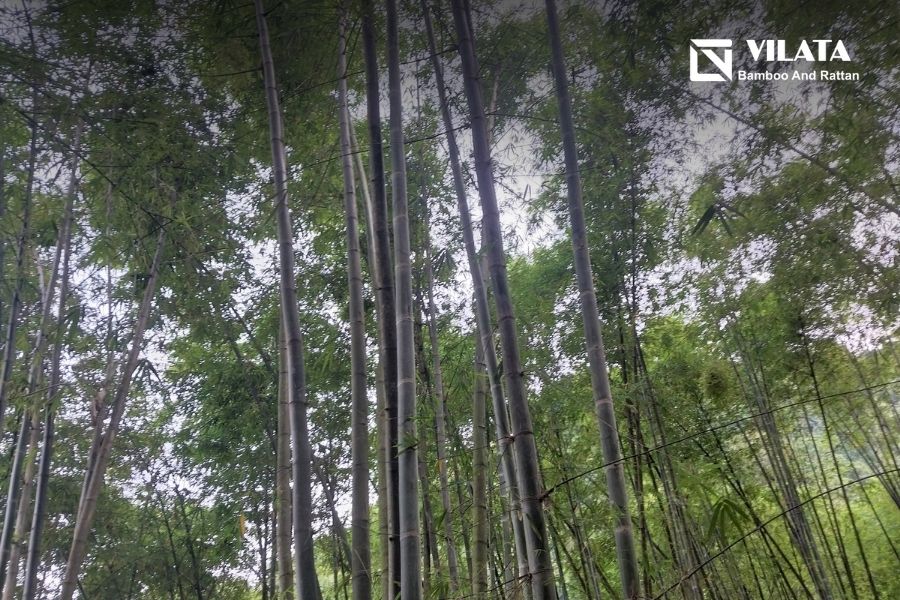 Cây luồng trong tự nhiên