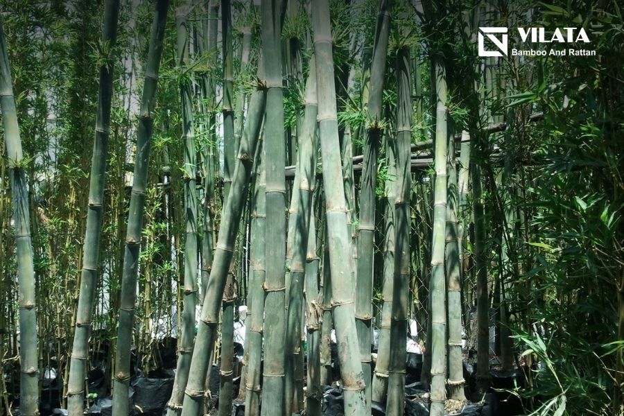 Cây tầm vông