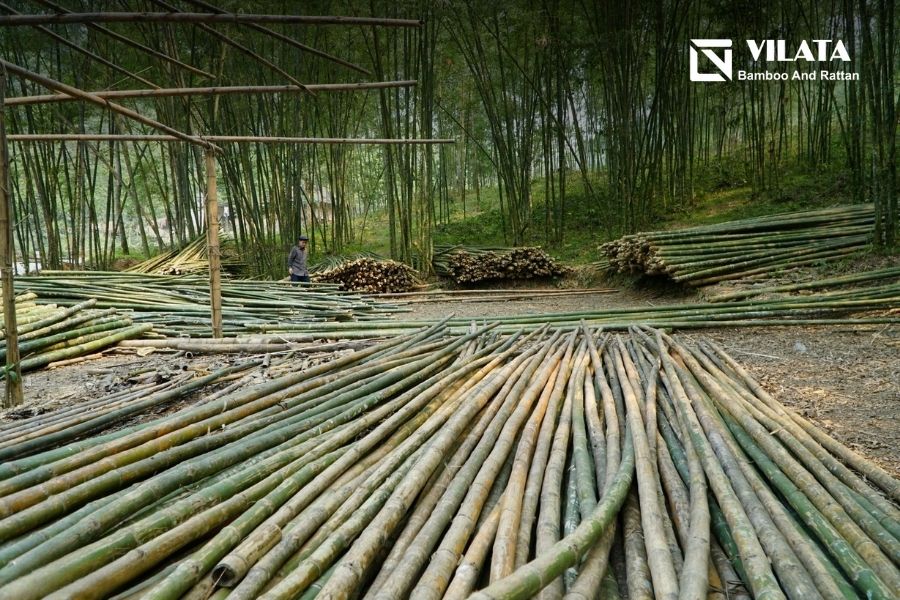 Đặc điểm của cây luồng