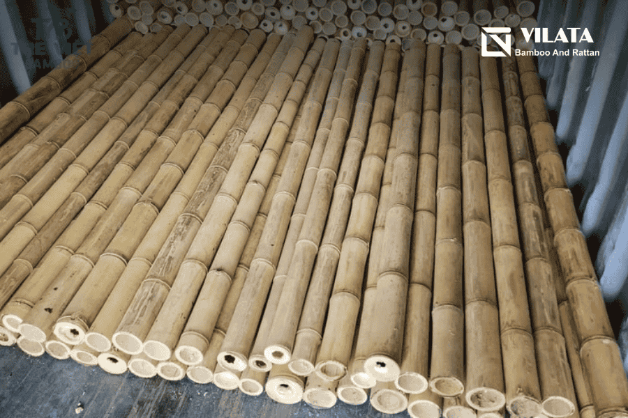 Giá của cây luồng là bao nhiêu