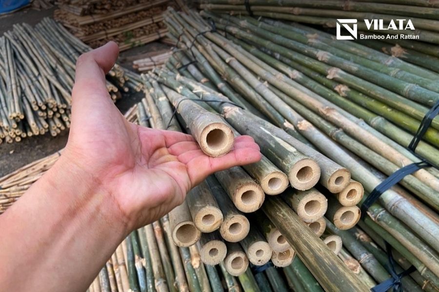 Hình dạng của cây tầm vông