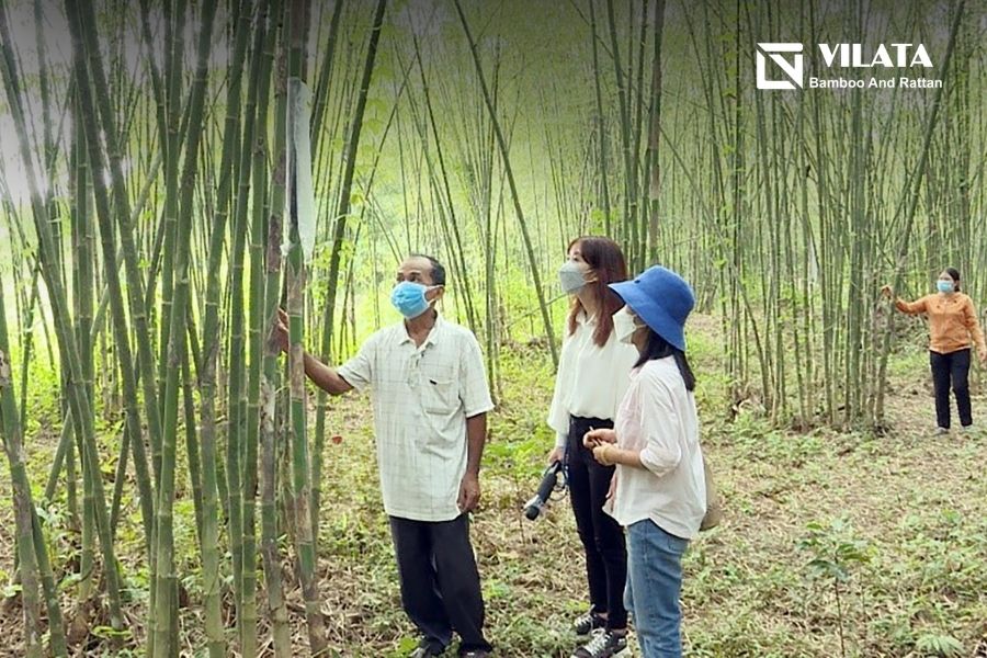 Tổng quan về giá cây tầm vông