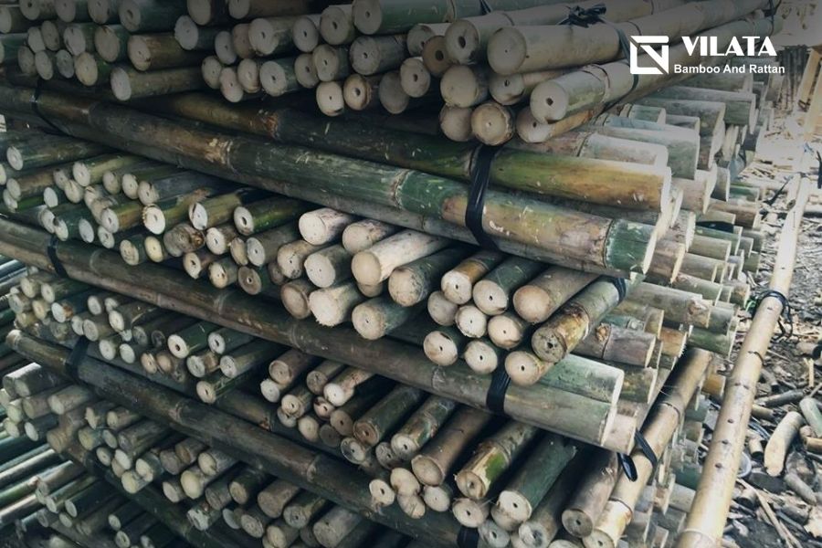 Ưu điểm của cây tầm vông