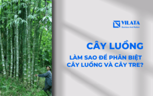 Cây luồng là cây gì