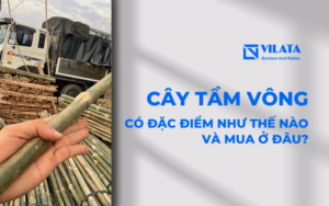 Cây tầm vông mua ở đâu? Giá bao nhiêu?