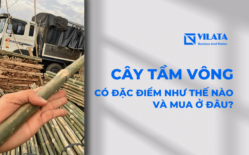 Cây tầm vông mua ở đâu? Giá bao nhiêu?